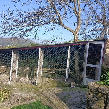 Casa De Santa Luzia A Lejlighed Vila Praia de Âncora Eksteriør billede