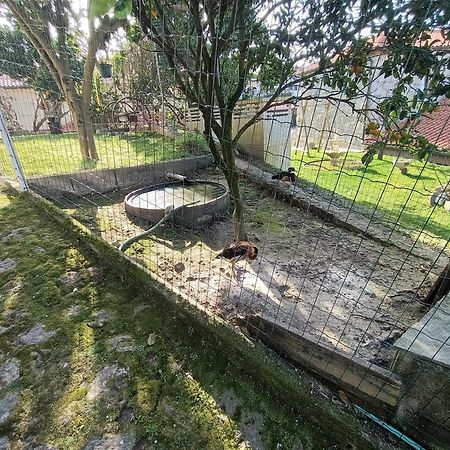 Casa De Santa Luzia A Lejlighed Vila Praia de Âncora Eksteriør billede